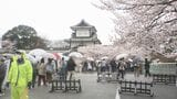金沢・兼六園観桜期の無料開放 大勢の人たちがまちなか繰り出し、花見やイベント楽しむ　|　石川県のニュース｜MRO北陸放送