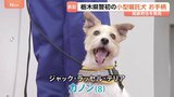 ジャック・ラッセル・テリアの警察犬がお手柄 道に迷った80代男性を発見して表彰 栃木県初の小型警察犬|TBS NEWS DIG
