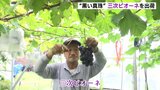 “黒い真珠” 三次ピオーネを出荷 「順調な年」 広島　|　RCC NEWS | 広島ニュース | RCC中国放送
