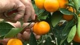 とってもジューシー ハウスみかん「かごしま早生」はさみ入れ式 肥料や燃料高でコスト1.2倍… 鹿児島 | 鹿児島のニュース|MBC NEWS|南日本放送