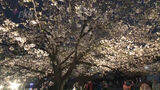 【中継】“さくらまつり”桜園など３か所をライトアップ～福岡市の舞鶴公園　|　福岡のニュース｜RKB NEWS｜RKB毎日放送