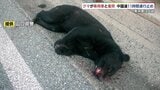 運転中の“熊目撃”情報も多い中…動物が飛び出してきたら？「まずは急ブレーキ！急ハンドルはリスク大」車と野生動物の衝突“ロードキル”防ぐには？専門家に話を聞きました　|　山口のニュース・天気・防災｜tys NEWS｜ｔｙｓテレビ山口
