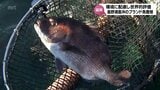 自然環境に配慮した養殖方法で世界的評価 延岡市のブランド魚「しまうら真鯛」 国際的な認証制度「ASC認証」取得へ | MRTニュース | MRT宮崎放送