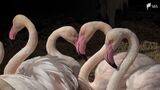 「ちょっと夢中になって見れます」フラミンゴの『ハートマーク』を狙え! 伊豆アニマルキングダムで特別イベント 撮影成功者にはプレゼントも　|　静岡のニュース | SBSNEWS | 静岡放送