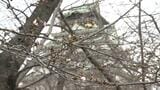 【速報】大阪で桜が開花　大阪城公園の標本木で５輪以上を確認|TBS NEWS DIG