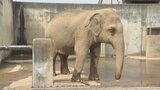 【昭和100年】「動物園は平和の象徴だと思う」 開園106年の動物園 賑わい、戦争被害、復興の歴史 甲府市立動物園|TBS NEWS DIG