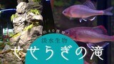 「九州 水の森」オープン 絶滅危惧種のセボシタビラも展示~マリンワールド海の中道 | 福岡のニュース|RKB NEWS|RKB毎日放送