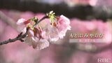 「八重岳の桜」に新たな発見【わがまちLink41】 | 沖縄のニュース|RBC 琉球放送