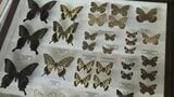 チョウ、カミキリムシの展示数が豊富!昆虫を愛する気持ちが熱く伝わってくる標本展 岩手・北上市 | IBC NEWS | IBC岩手放送