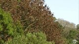 青森県内各地で被害深刻な「ナラ枯れ」 国会議員や県議会議員らが現地視察 対策検討会設置で対応を進める自治体も | 青森のニュース│ATV NEWS│青森テレビ