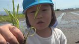 「おにぎりで食べる」園児が田植え体験 “姫ごのみ”を丁寧に植える 山梨・昭和町|TBS NEWS DIG