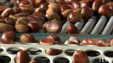 天候に恵まれ甘みのあるクリに 愛媛・鬼北町でクリの出荷が盛ん | 愛媛のニュース - Nスタえひめ|あいテレビは6チャンネル