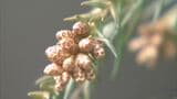 「花粉症の方には つらい年になる」　今年の飛散予想は例年の1.8倍　注意が必要な時間帯は昼の前後と夕方にかけて　山梨　|　山梨のニュース | ＵＴＹテレビ山梨