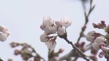 “0輪”から1時間後…サクラの開花宣言 平年より1日早く 名所松川べりにも”標本木”が 富山 | 富山のニュース|天気・防災|チューリップテレビ