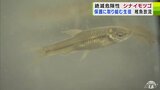 “絶滅の危険性が極めて高い”希少魚・シナイモツゴ 高校生が1年以上かけて飼育して生まれた稚魚100匹を放流「親の気持ちみたいな感じ」|TBS NEWS DIG