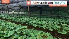 日本食定着のイギリス 記録的熱波で「わさび」が生育不良…こだわりの地元産に“異常気象”が直撃| TBS CROSS DIG with Bloomberg