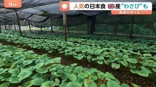 日本食定着のイギリス 記録的熱波で「わさび」が生育不良…こだわりの地元産に“異常気象”が直撃| TBS CROSS DIG with Bloomberg