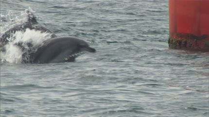 定住しないはずが…「イルカ」2頭、港に住みつく さらに1頭仲間入りか
