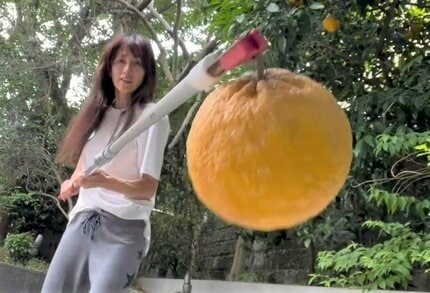 工藤静香 】 高枝切りバサミでオレンジ収穫 → オレンジピールとゼリー