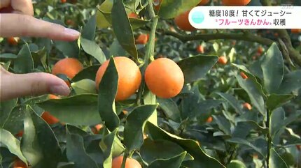食品 糖度18度以上‼️食べて損はない‼️せとか Lサイズ