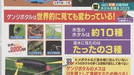 知れば知るほどわからない」専門家が語るホタルの神秘レア度MAX