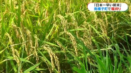 日本一早い新米」コシヒカリの収穫始まる 価格は「相当上がっている