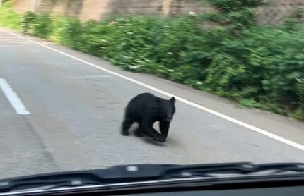 国道でクマ2頭に遭遇！あわや正面衝突 1頭が突進する先は… 岐阜・飛騨