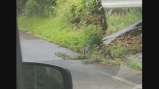 道路の両脇に野生サルの大集団「目あわさんとこ」「一斉にもし車に飛びかかってきたらどうしよう」　男性が取った行動は…|TBS NEWS DIG
