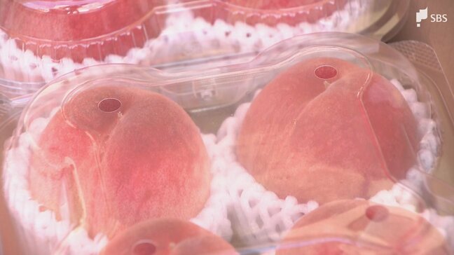 「長田の桃」「用宗のところてん」⋯静岡市駿河区の旬の食材一堂に「駿河区旬穫祭」にぎわう＝静岡市・葵スクエア|TBS NEWS DIG