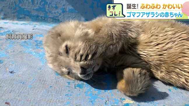 “もふもふ”ゴマフアザラシの赤ちゃん「幸せな気持ちになります」いましか見られない貴重な姿《稚内市・ノシャップ寒流水族館》きょうから一般公開|TBS NEWS DIG