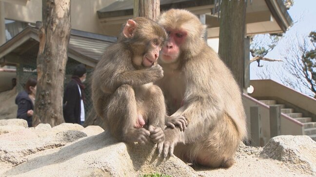 赤ちゃんザルの名前募集始まる 大分市の高崎山自然動物園|TBS NEWS DIG