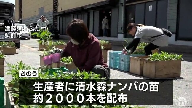 江戸時代から受け継がれてきたトウガラシ「清水森ナンバ」　生産者たちに苗配られる　青森県弘前市|TBS NEWS DIG