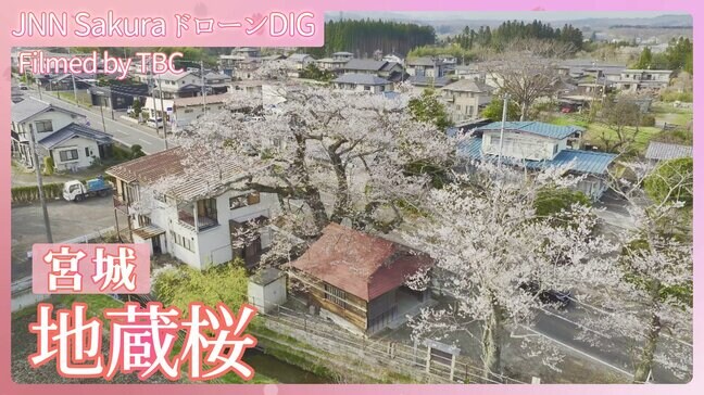 まるで屋根を突き破ったような?地蔵桜【JNN sakuraドローンDIG 2025】|TBS NEWS DIG