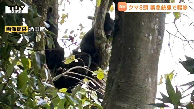 【動画】クマ3頭が柿の木の上に...地面に降りたところを "緊急銃猟" で駆除　川西町ではクマの死がいも発見（山形）|TBS NEWS DIG