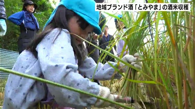 地域ブランド酒「とみやま」の酒米を子どもたちが収穫 【高知県 四万十市】|TBS NEWS DIG