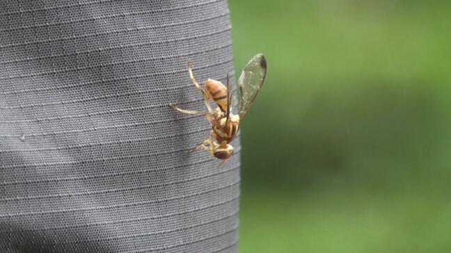 ウリ科の植物に寄生し実を食い荒らすセグロウリミバエ　繁殖防ぐため1万匹の「不妊虫」を試験的に放つ|TBS NEWS DIG