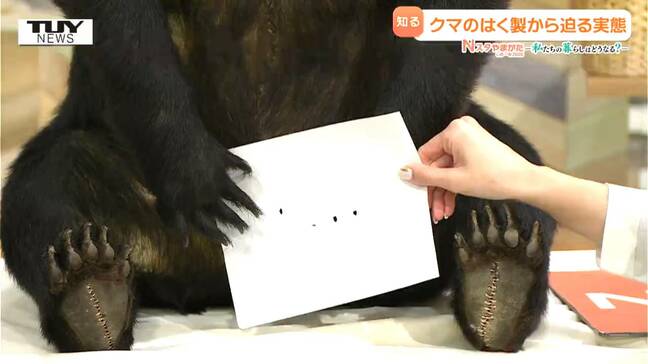 実際のクマを見てわかる”破壊力”　少し力を入れただけで...2025年のクマの出没件数は2800件を超える　クマは小さくても非常に危険！（山形）　　|TBS NEWS DIG
