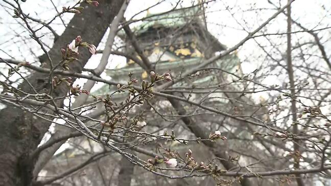 【速報】大阪で桜が開花 大阪城公園の標本木で5輪以上を確認|TBS NEWS DIG
