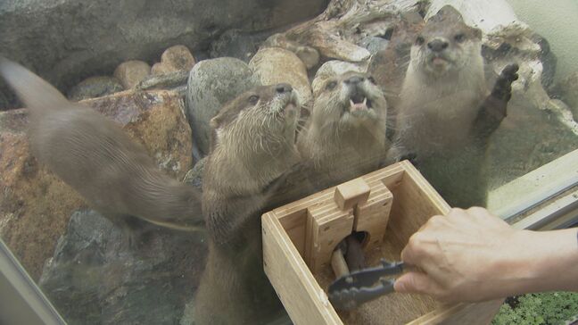 世界カワウソの日「非常に愛くるしい!かわいらしい」動物園で“獺祭り”開催 餌やり体験や観察|TBS NEWS DIG