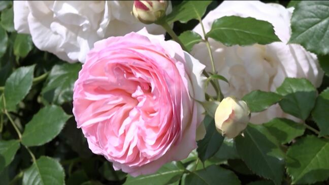 50品種1万2千株のバラが見頃「よく香るのは朝」25日は早朝開園も【RSKバラ園・岡山】|TBS NEWS DIG