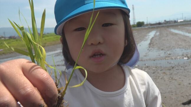 「おにぎりで食べる」園児が田植え体験　“姫ごのみ”を丁寧に植える　山梨・昭和町|TBS NEWS DIG