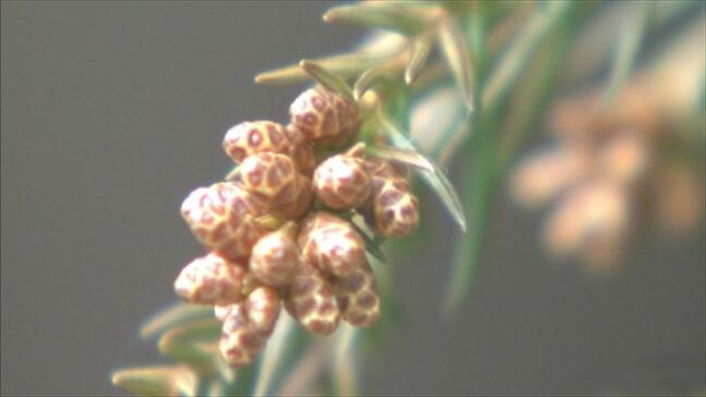 「花粉症の方には つらい年になる」 今年の飛散予想は例年の1.8倍 注意が必要な時間帯は昼の前後と夕方にかけて 山梨|TBS NEWS DIG