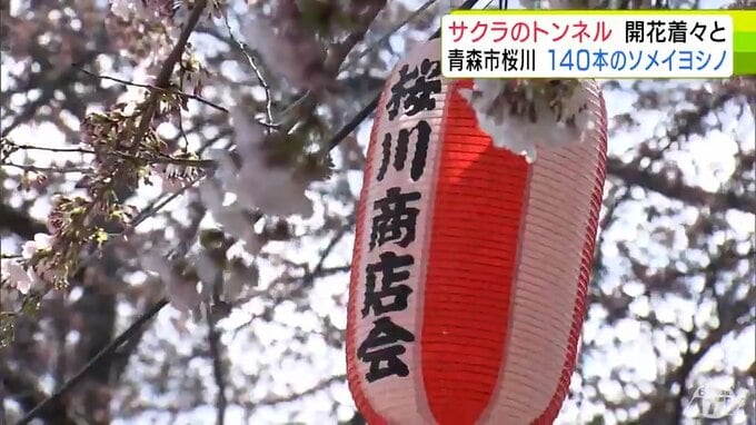 【詳報】青森市でソメイヨシノが開花　平年より9日早く過去2番目の早咲きに　満開の目安は開花から4日後　「地域としてはナンバーワン！」約140本のソメイヨシノが作り出す“サクラのトンネル”が名物の桜川でも開花着々と|TBS NEWS DIG