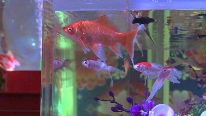 優雅に泳ぐ色とりどりの金魚で幻想的な空間広がる　沖縄金魚ミュージアム|TBS NEWS DIG