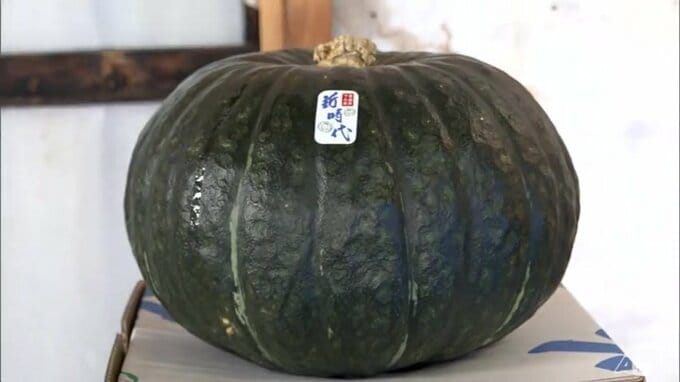 カボチャ「新時代」甘みの秘密は海草の「アマモ」海に囲まれたむつ市のストーリーがここに　青森県むつ市|TBS NEWS DIG