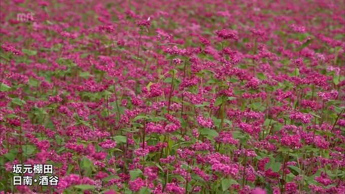 秋 深まる　日南市･坂元棚田でソバの花が満開　|TBS NEWS DIG