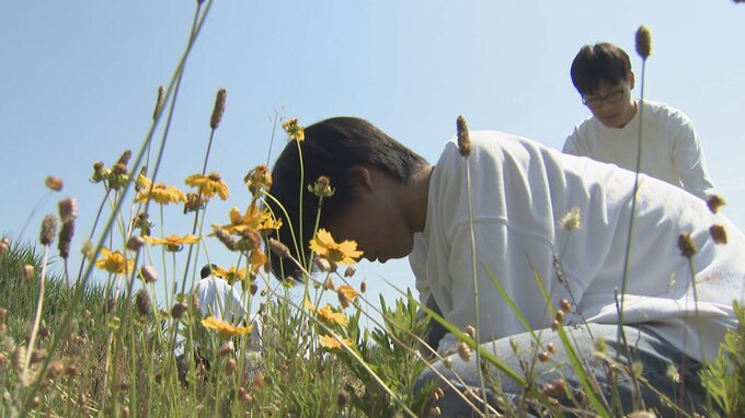 「思ったよりもいっぱいで大変…」特定外来生物 “オオキンケイギク” 除去作業　学生たちが地域の課題解決に取り組む　富山・射水市　|　富山のニュース｜天気・防災｜チューリップテレビ