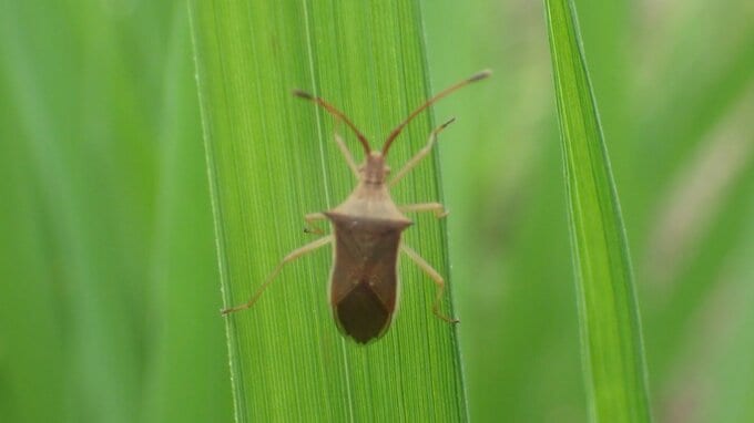”コメの天敵”カメムシが大量発生　佐賀県が「注意報」を発表　連日の猛暑と少雨が要因で新米に”斑点”のおそれ|TBS NEWS DIG