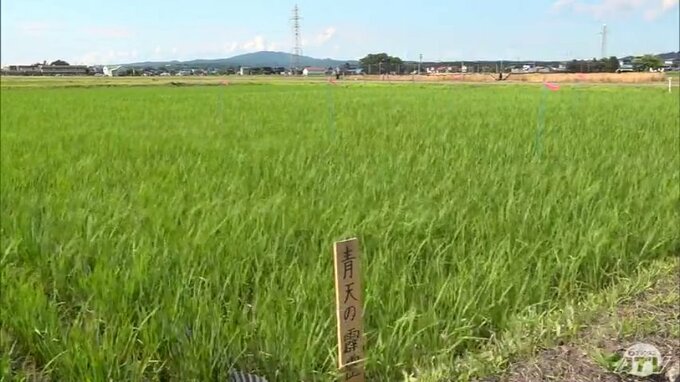「なるべく稲を冷やす」青森県産米の生産指導者の研修会　今夏も気温が高い傾向が見込まれ県が「用水」を有効活用した高温対策呼びかける　|　青森のニュース│ATV NEWS│青森テレビ