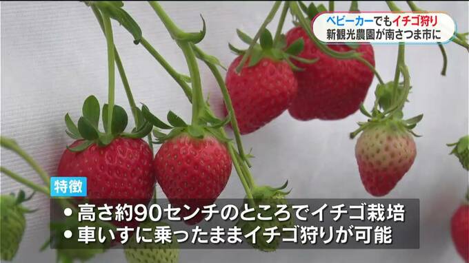 ベビーカーや車いすでもイチゴ狩り！観光農園「サナスビレッジ」オープン　鹿児島・南さつま市　|　鹿児島のニュース｜MBC NEWS｜南日本放送